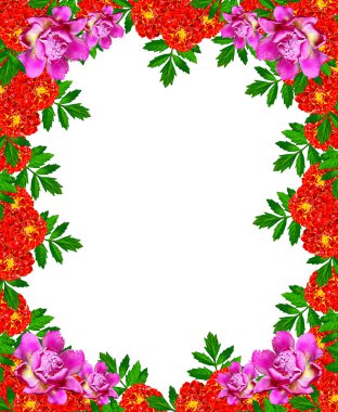 beyaz arkaplanda izole edilmiş kadife çiçekleri