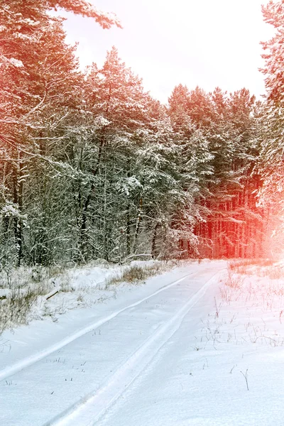 Winterlandschap. Sneeuw bedekt bomen — Stockfoto