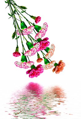 çiçekler karanfil buketi.