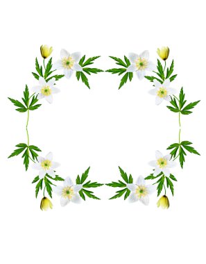 bahar beyaz zemin üzerine izole kardelen çiçek