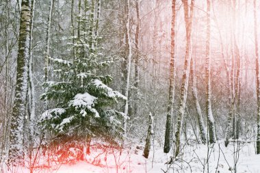  Karla Kaplanmış Ağaçlar