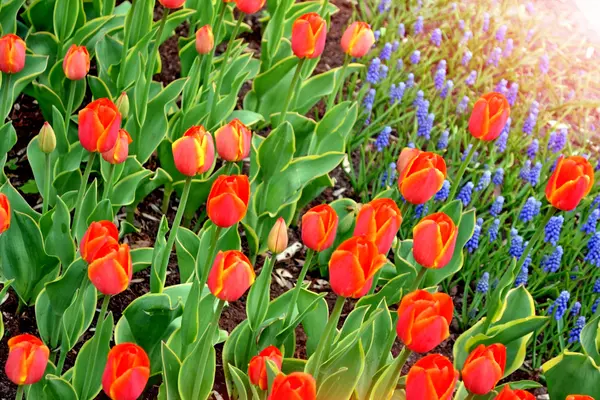 Flowers red tulips and blue hyacinths — Stock Photo, Image