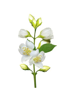 Yasemin çiçekleri beyaz zemin üzerine izole Şubesi재 스민 꽃 흰색 배경에 고립의 지점