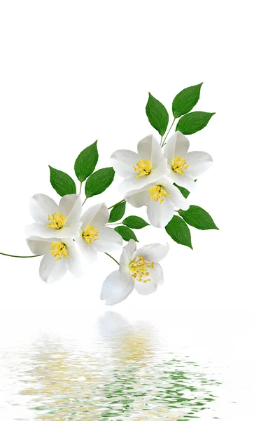 Jasmim flor branca isolada no fundo branco — Fotografia de Stock