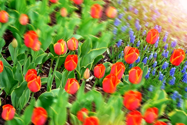 Blommor Röda tulpaner och blå hyacinter — Stockfoto