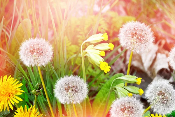 Pissenlit moelleux fleur sur le fond du lan d'été — Photo