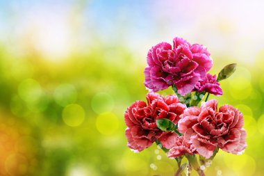  güzel çiçekler karanfil dalı