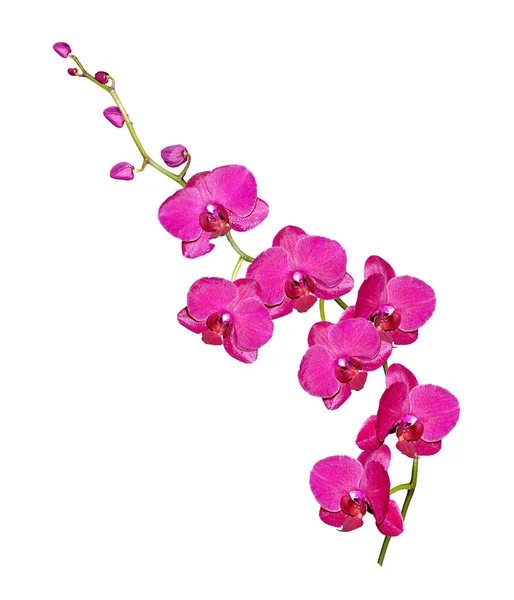 Flor de orquídea isolada sobre fundo branco — Fotografia de Stock