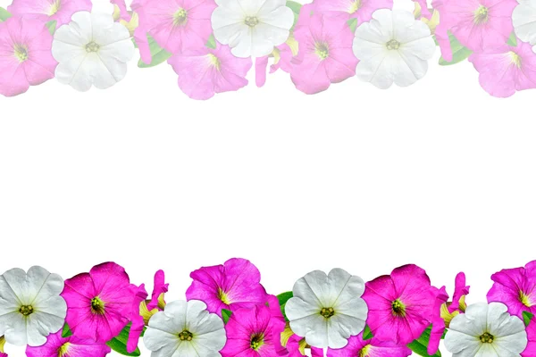 Petunia blommor isolerad på vit bakgrund — Stockfoto
