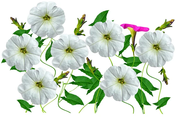 Petunia bloemen geïsoleerd op witte achtergrond — Stockfoto