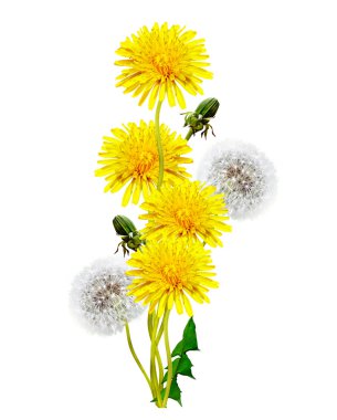 Karahindiba çiçekleri beyaz arkaplanda izole