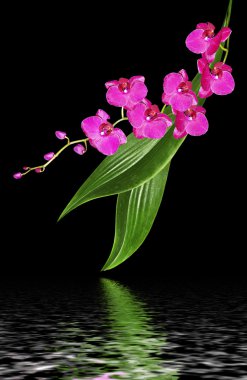 Siyah arka plan üzerine izole hassas orkide çiçekleri.