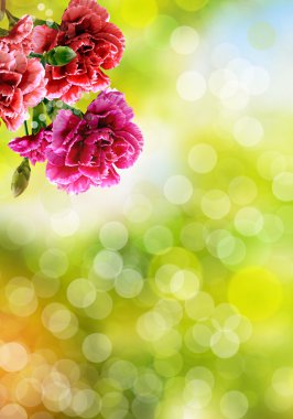  güzel çiçekler karanfil dalı