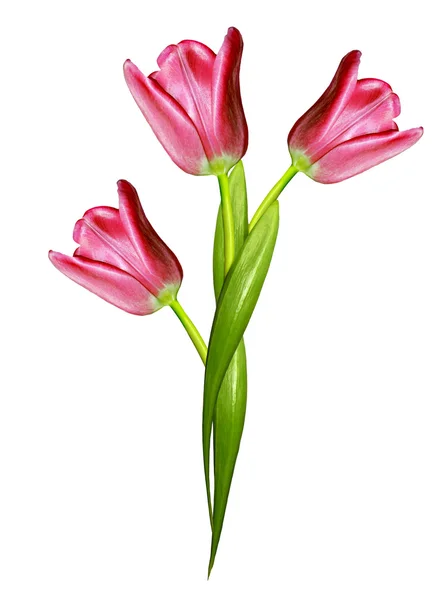 Spring flowers tulips isolated on white background — Stock Photo, Image