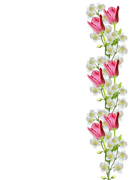 Spring flowers tulips isolated on white background — Stock Photo, Image