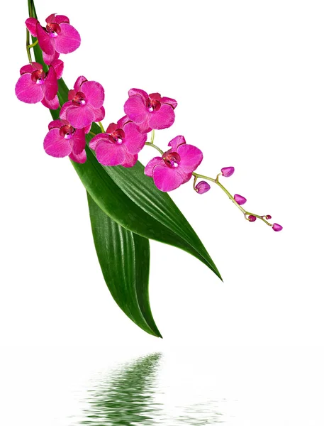 Orchidee Blume isoliert auf weißem Hintergrund — Stockfoto