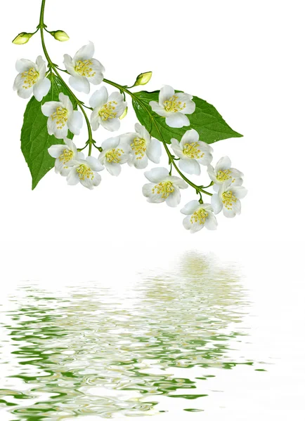 Yasemin çiçekleri beyaz zemin üzerine izole Şubesi재 스민 꽃 흰색 배경에 고립의 지점 — Stok fotoğraf