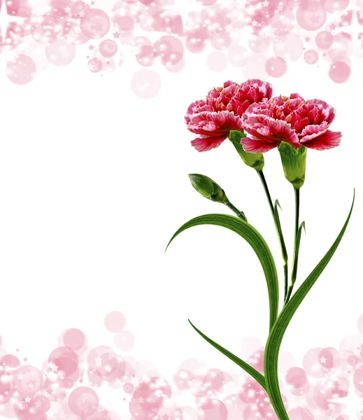 美丽的鲜花康乃馨的分支 — 图库照片