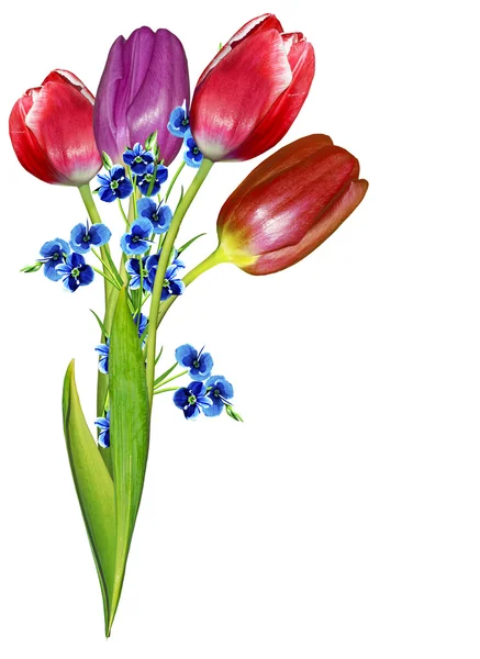 Frühling Blumen Tulpen isoliert auf weißem Hintergrund — Stockfoto