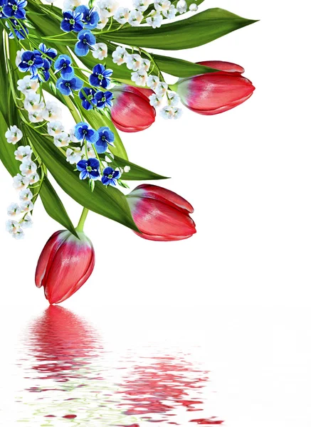 Frühling Blumen Tulpen isoliert auf weißem Hintergrund — Stockfoto