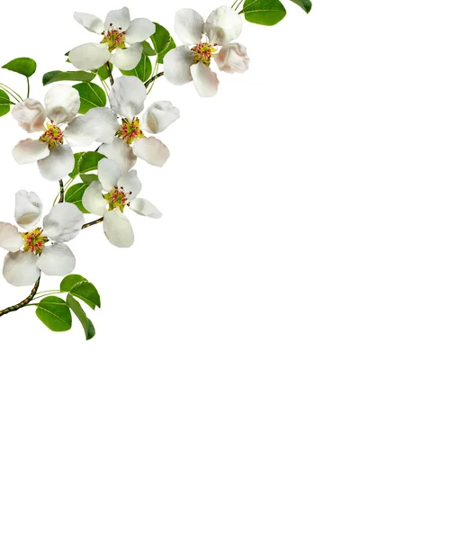Gałąź kwiaty białe gruszka — Zdjęcie stockowe