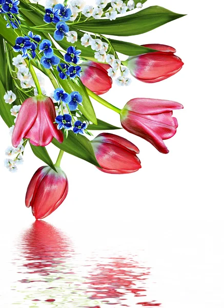 Lente bloemen tulpen geïsoleerd op witte achtergrond — Stockfoto