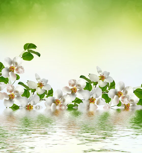 Paesaggio primaverile. Pera da fiore — Foto Stock