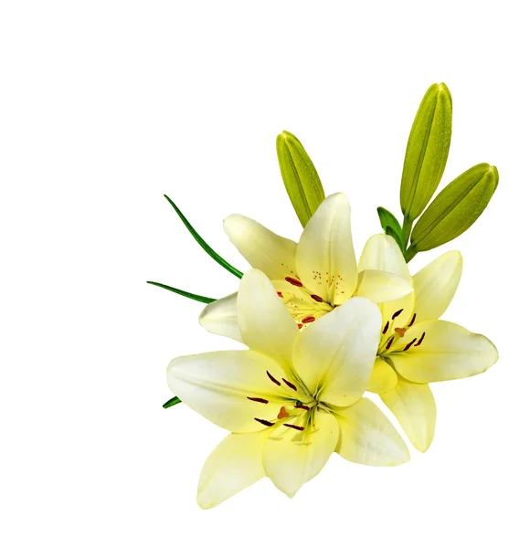 Flower lily isolated on white background. — Stock Photo, Image