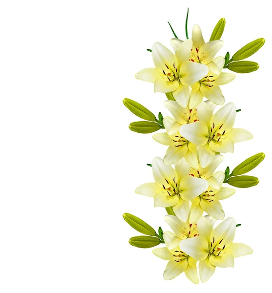Bunga bakung diisolasi pada latar belakang putih. — Stok Foto