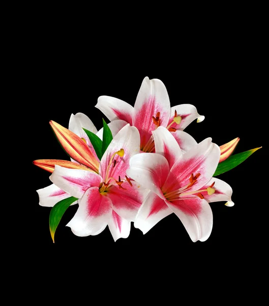 White lily flower on a black background — Stock Photo, Image