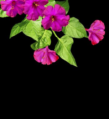 Sabah zafer çiçekleri