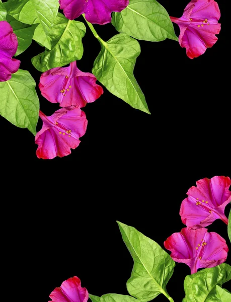 Sabah zafer çiçekleri