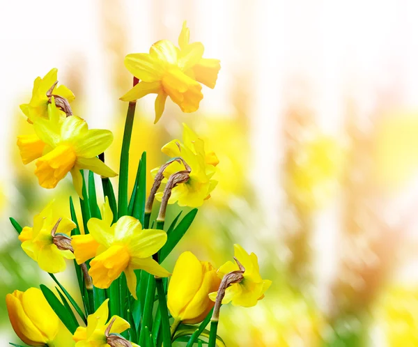 Paesaggio primaverile. bellissimi narcisi di fiori primaverili . — Foto Stock