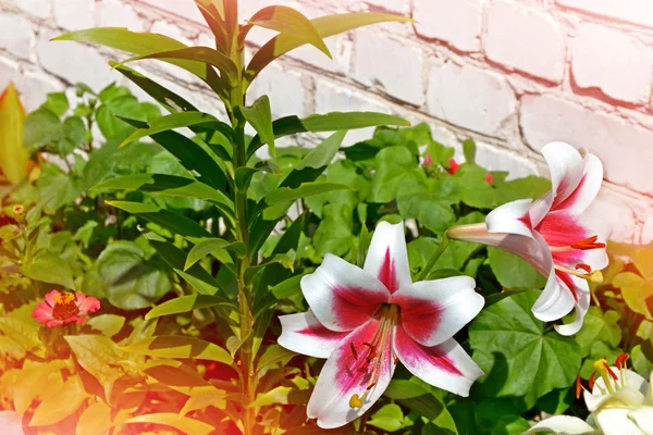 ユリの花の夏の風景. — ストック写真