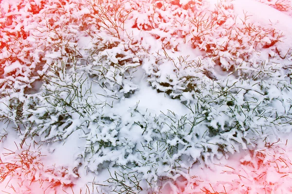 Paisaje invernal. hierba cubierta de nieve —  Fotos de Stock