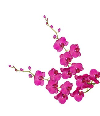 Beyaz arkaplanda izole edilmiş orkide çiçeği