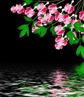 Siyah pembe kanama kalp (Lamprocapnos Spectabilis) çiçekler 