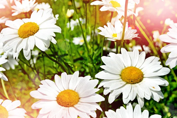 Wilde bloemen madeliefjes. Zomer landschap. — Stockfoto