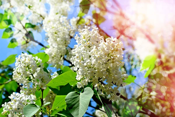 Bunches of flowers of lilac — Stock Photo, Image