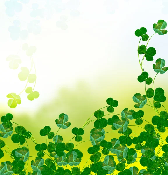 Green clover leaves on a background summer landscape — Stock Photo, Image