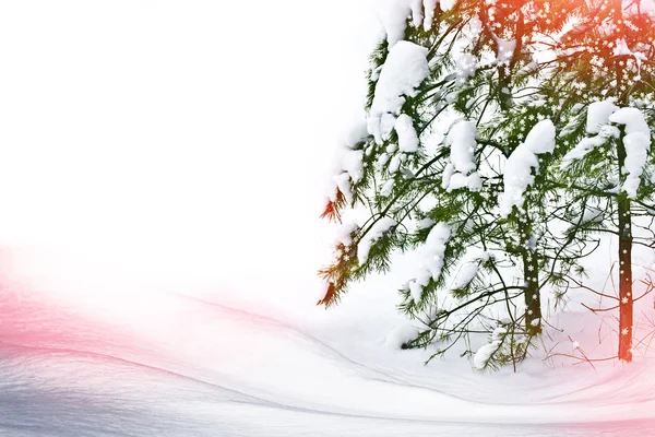 Winterlandschap. Sneeuw bedekt bomen — Stockfoto