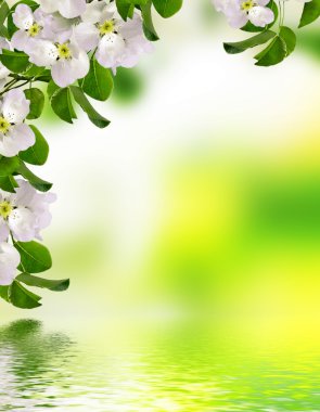 Çiçek açan elma ağacı