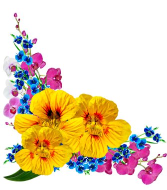 Beyaz arkaplanda izole edilmiş nasturtium çiçekleri