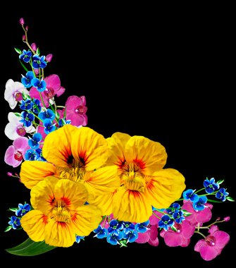 siyah arka plan üzerine izole nasturtium çiçekler