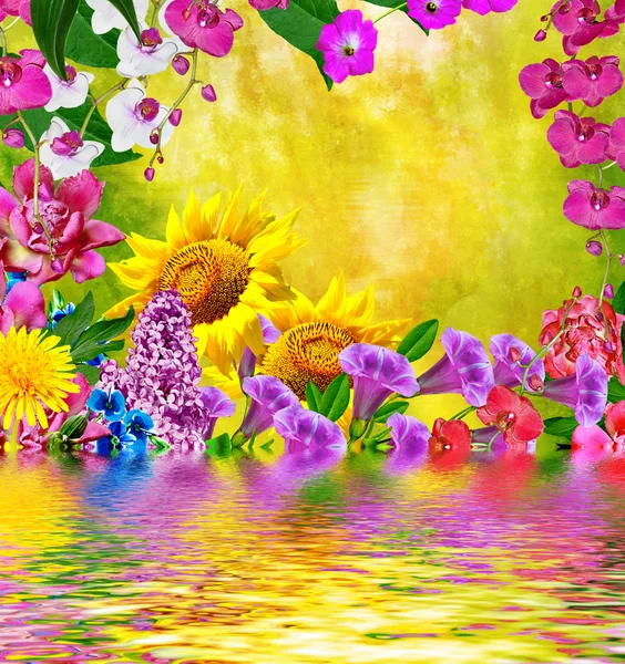 Mehrfarbige schöne Blumen. — Stockfoto
