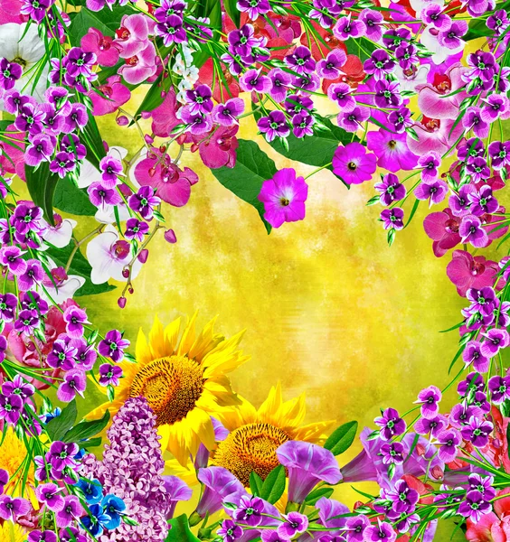 Multi colored beautiful flowers. — Stock Photo, Image