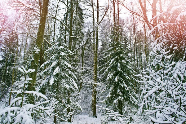 Floresta de Inverno. Paisagem inverno . — Fotografia de Stock