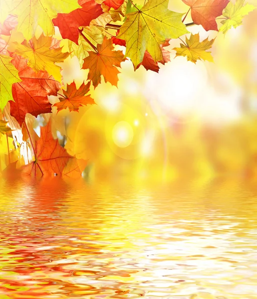 herfst gebladerte. Gouden herfst