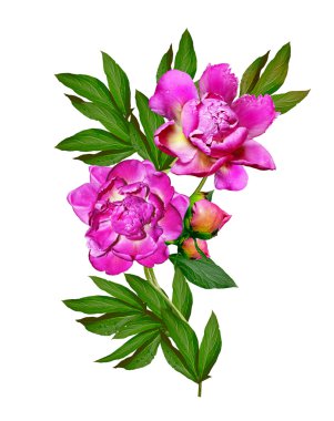 Beyaz arka plan üzerinde izole Şakayık çiçekleri