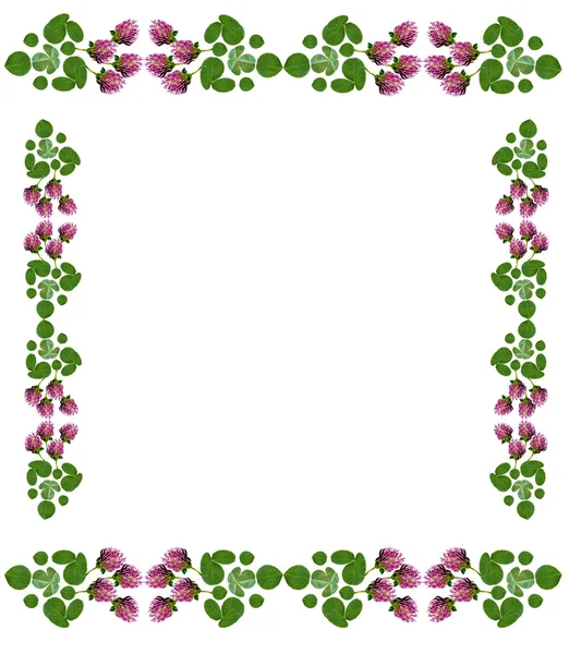 Leaf clover on white background — Stock Photo, Image